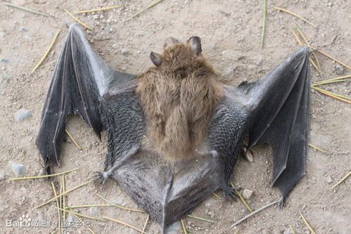卧室飞进来一只蝙蝠代表什么(有蝙蝠飞进