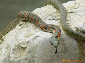 白天在河里看见蛇有什么预兆(看见一条蛇