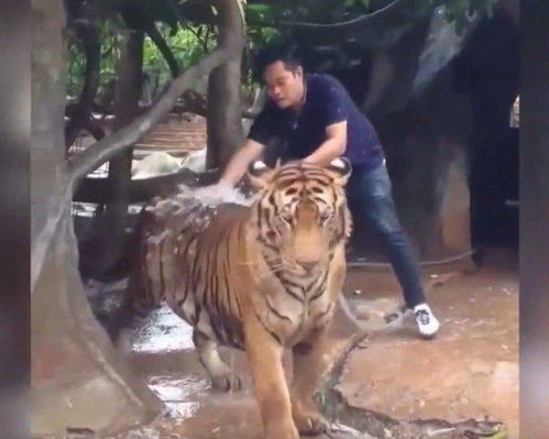 男子给老虎洗澡还摸老虎的屁股,这老虎比猫咪还乖