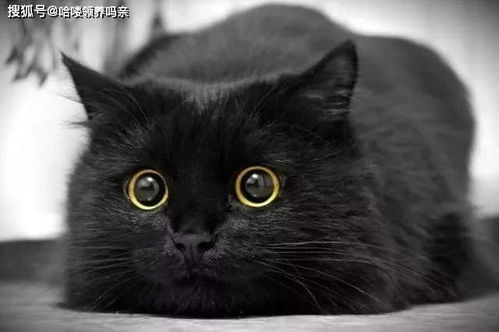 黑猫的灵性有多可怕 看见黑猫的禁忌有什么预兆