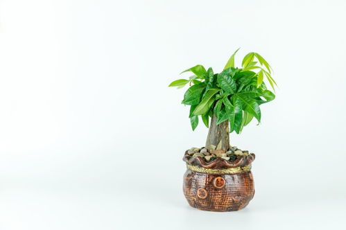 客厅放什么植物旺财 客厅最适合摆放的3种旺财植物介绍