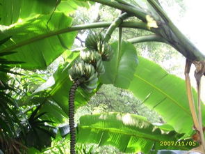 芭蕉树寓意健康长寿 芭蕉树代表什么