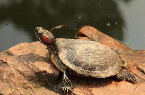 龟缸可以放红砖吗 红砖能放在龟池里垫龟